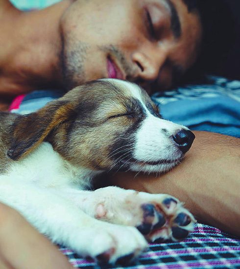 Dormire con l'Animale