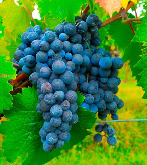 Migliori Vini Italiani